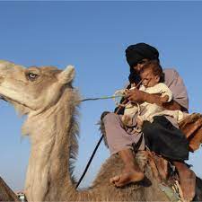 Did you know that camel traders (people who buy & sell camels) determine the health of camels looking at their now, you know how camels endure the long journeys through a hot desert without getting if you know any other reasons why camels have humps, please share it in the comments. Pdf The Material And Cultural Recovery Of Camels And Camel Husbandry Among Sahrawi Refugees Of Western Sahara