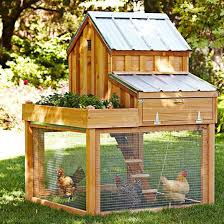 Gambar Bergerak Ayam Cikimm Com