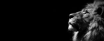 Pin amazing png images that you like. Black Lion Background Png Clipart Animal Beast Black Cool Lion Free Png Download