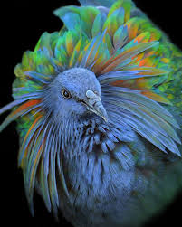 The Nicobar Pigeon Native To The Andaman And Nicobar Islands India Is The Only Living Member Of The Genus Caloenas And Nicobar Pigeon Bird Pictures Animals