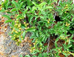 Image result for Searsia dentata