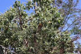 Image result for Croton macrostachyus