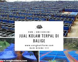 Jual Kolam Terpal Di Manado Hub 08111041161 Sangkutifarm Com