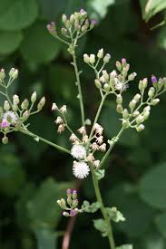 Image result for Vernonia cinerea