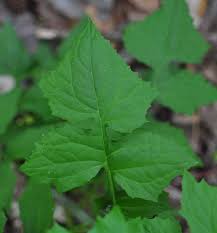 Image result for Lactuca ugandensis