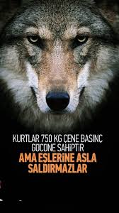 Gulsah Yilmaz Adli Kullanicinin Kadina Siddete Hayir Panosundaki Pin 2020