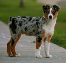 Rising sun australian shepherds are bred first and foremost for their herding ability, which could make them unsuitable as ordinary household pets. Australian Shepherd Puppies Picture Louisiana Dog Breeders Guide