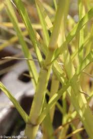 Image result for Eleusine coracana