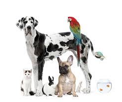 Evergreen funeral home & cemetery. Pet Services Frank Kapr Funeral Home Inc Scottdale Pa Funeral Home And Cremation