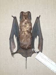 Image result for Perotis