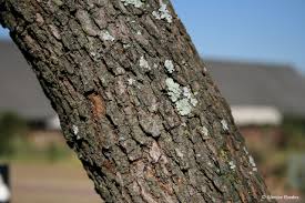 Image result for Searsia lancea