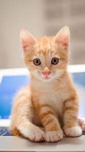 Cute Cat Wallpaper Cute Cat Wallpaper Cat Background Baby Cats