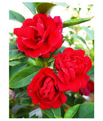 Its a very strange combination of gifts. Balsam Gulab Desi Rose Flower Seeds For Home Garden And Apartments Buy Balsam Gulab Desi Rose Flower Seeds For Home Garden And Apartments Online At Low Price Snapdeal