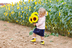 Water the plants when the top inch of soil feels dry to the touch. How To Grow Sunflowers Kids Do Gardening