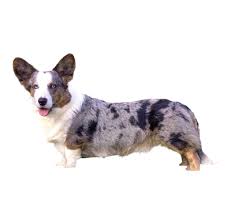 The cardigan welsh corgi is the older of the two corgi dog breeds, with dogs of this type believed to have existed in wales for more than 3,000 years. Cardigan Welsh Corgi Dog Breed Information Purina