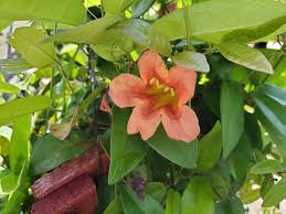 Image result for Bignonia capreolata