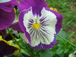 Pansy Cat S Eyes Pansies Flowers Pansies Flowers