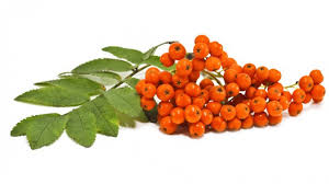 I frutti gialli favoriscono anche la. 10 Frutti Dimenticati Dell Autunno