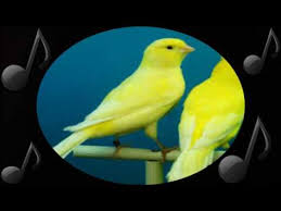 Que podrás encontrar,( belgas, criollos, en celo, timbrados, flauta,. Descargar Canto De Canario Hembra Download Mp3 Gratis