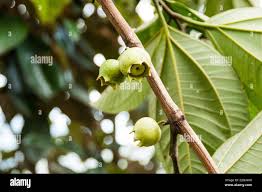 Image result for Bellucia