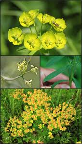 Image result for Euphorbia lividiflora