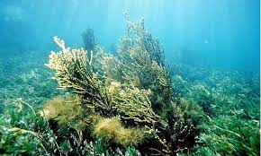 Algae The Plants Of The Marine Water