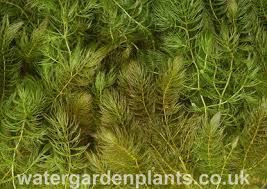 Image result for Ceratophyllum