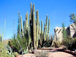 It is impossible to accurately identify the age of a saguaro the roots of a saguaro cactus are only about 6 inches below the surface of the ground. What Is The Oldest Living Cactus
