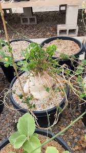 Image result for Pyrenacantha