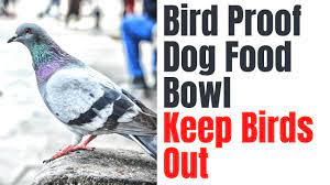 How Do I Keep Birds From Eating My Dogs Food From Hunger To Hope