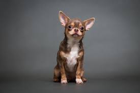 Brautkleid/hochzeitskleid rosa clara modell halia. Tierqualerei Frau Schnurte Chihuahua Mit Bh Trager Die Schnauze Ab