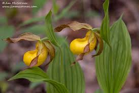 Image result for Erythrocephalum albiflorum