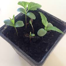 All he does is sprout new leafs and that's it. Growing An Apple Tree Science Bience