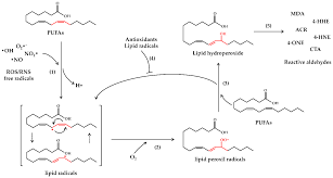 There are 6 professionals named nada elassal, who use linkedin to exchange information, ideas, and opportunities. Antioxidants Free Full Text Modulation Of The Oxidative Stress And Lipid Peroxidation By Endocannabinoids And Their Lipid Analogues Html