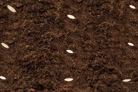 Cucumber seeds can be sown indoors, in a warm greenhouse or in a propagator between march and april. How To Grow Cucumbers From Seed