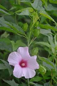 Image result for Hibiscus ludwigii