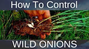 How to get rid of wild garlic in your garden. How To Get Rid Of Wild Onions Garlic Without Damaging Lawn Organically Youtube