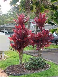 Maybe you would like to learn more about one of these? Pin On Tropical Plants Full Sun