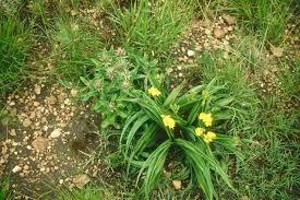 Image result for Macledium zeyheri