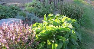 Some herbs, like basil and cilantro, are grown specifically for their delicious leaves. Harvesting Herbs How To Harvest From Your Herb Garden Gardening Channel