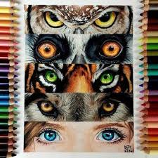Color Pencil Animal Eyes Mrs Beck S Fine Art Classes Prismacolor Art Color Pencil Art Colored Pencil Artwork