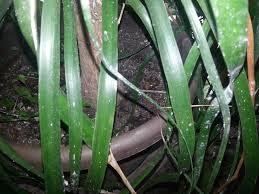 I also see the white dots closer to the stem. White Fuzzy Hairy Stuff On Plant Leaves Ugh What To Do Gardening Landscaping Stack Exchange