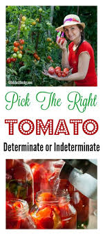 On the other hand, indeterminate tomatoes grow throughout the growing season. Should You Grow Determinate Or Indeterminate Tomatoes Life Is Just Ducky