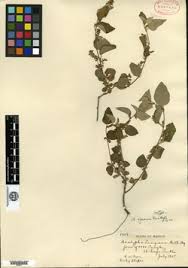 Image result for Acalypha segetalis