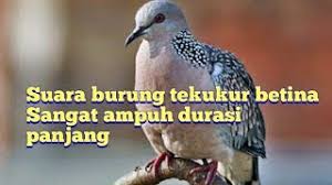 Contact terkukur kelantan on messenger. Kicau Burung Tekukur App Download 2021 Kostenlos 9apps