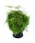 Delta Maidenhair Fern Leaf