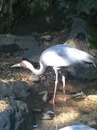 Crane At Central Park Zoo Animals Zoo Birds