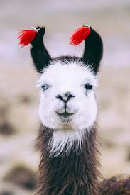 Llama Brush Llama Pictures Llama Animals