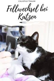 mehr pflege beim fellwechsel wenn katzen haaren calistas traum katzen katzen ernahrung katzen korpersprache