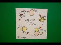 We did not find results for: Let S Draw The Life Cycle Of A Chicken Youtube